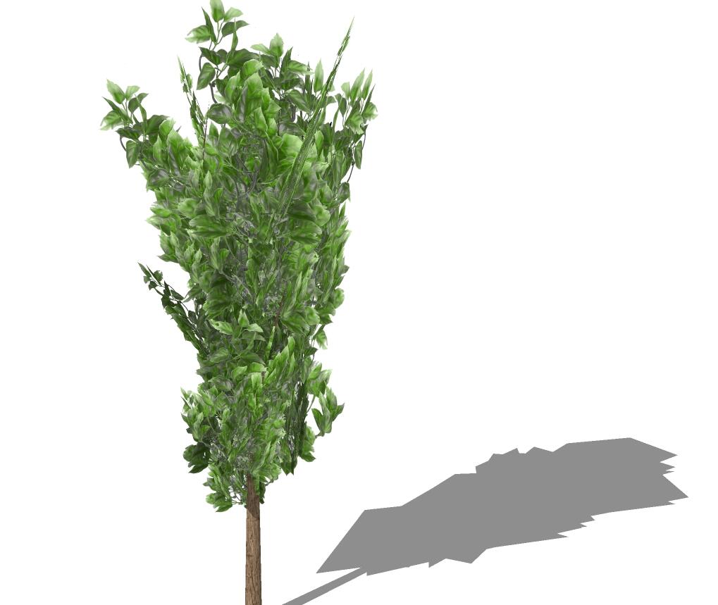3D乔木 (36).jpg