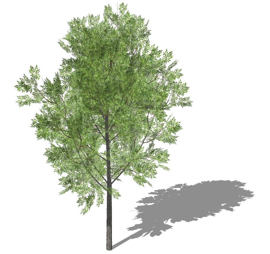 3D乔木 (56).jpg