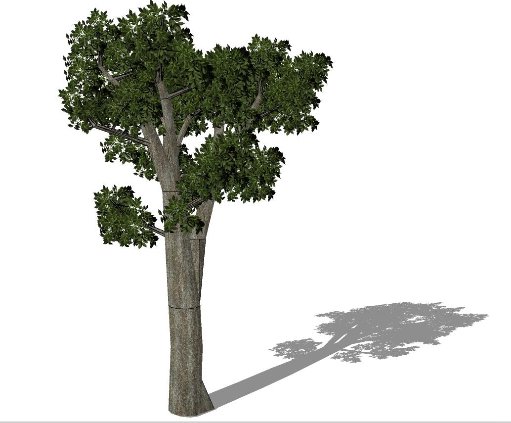 3D乔木 (67).jpg