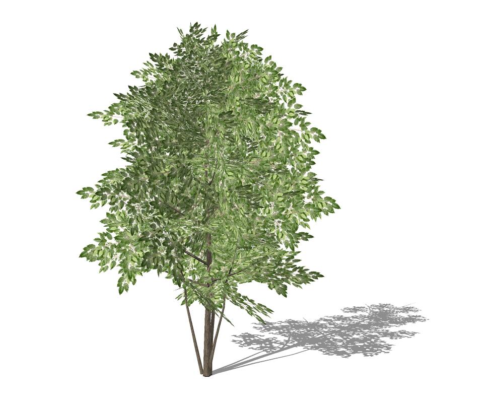 3D乔木 (89).jpg