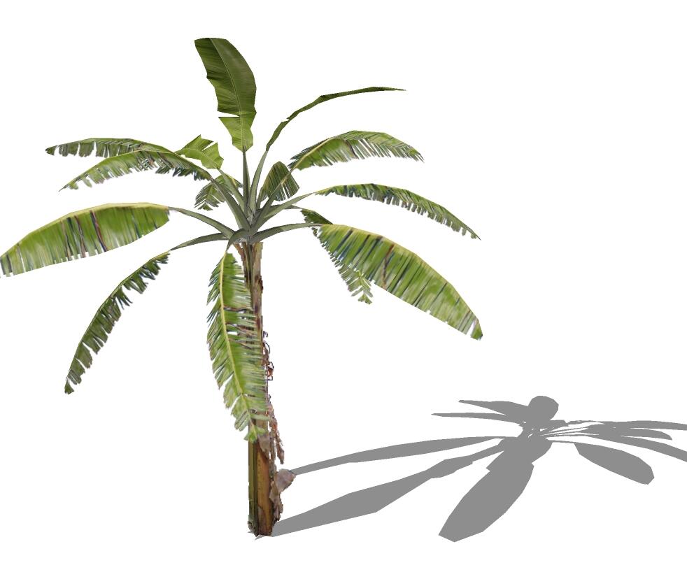3D热带树 (8).jpg