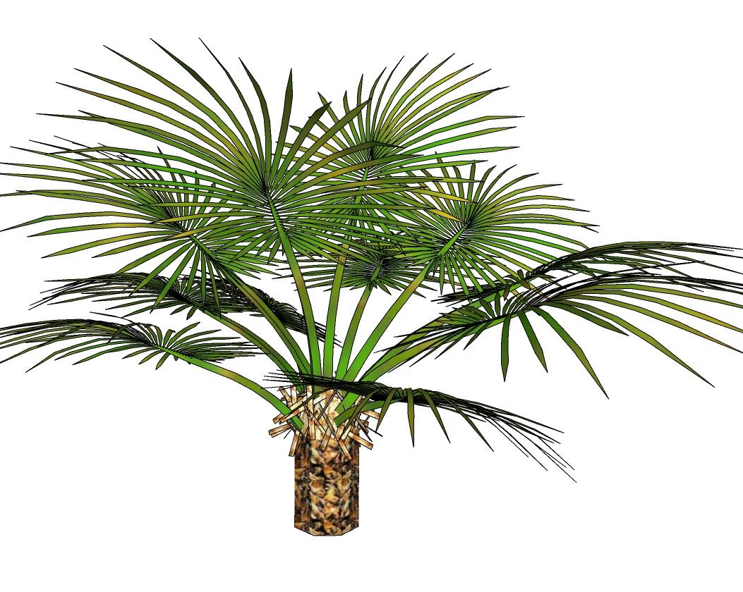 3D热带树 (17).jpg