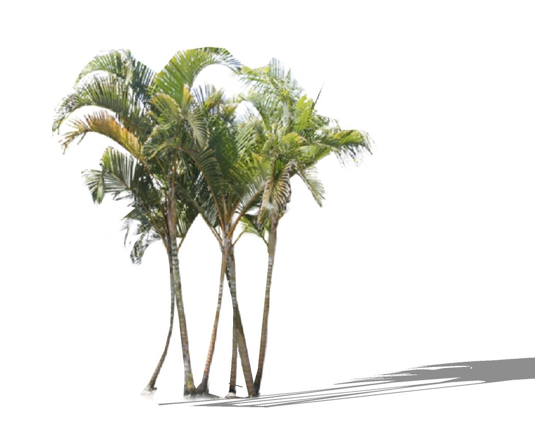 3D热带树 (19).jpg