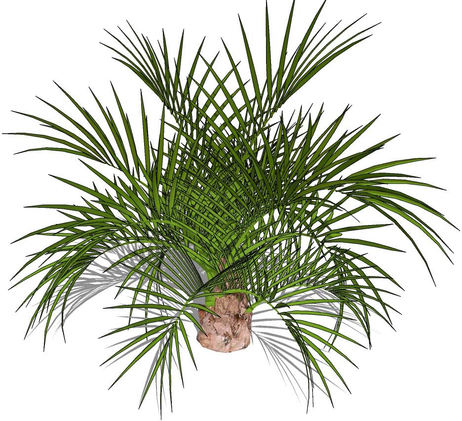 3D热带树 (24).jpg