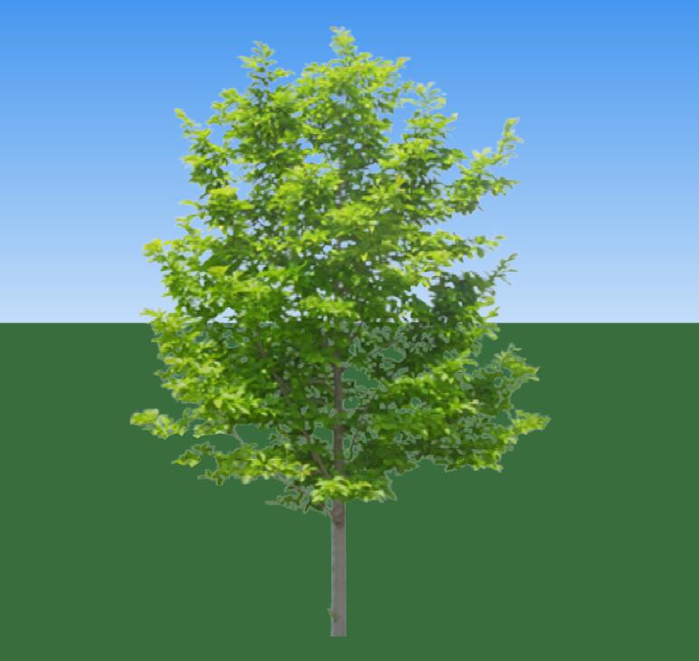 SU常用植物模型 (10).jpg