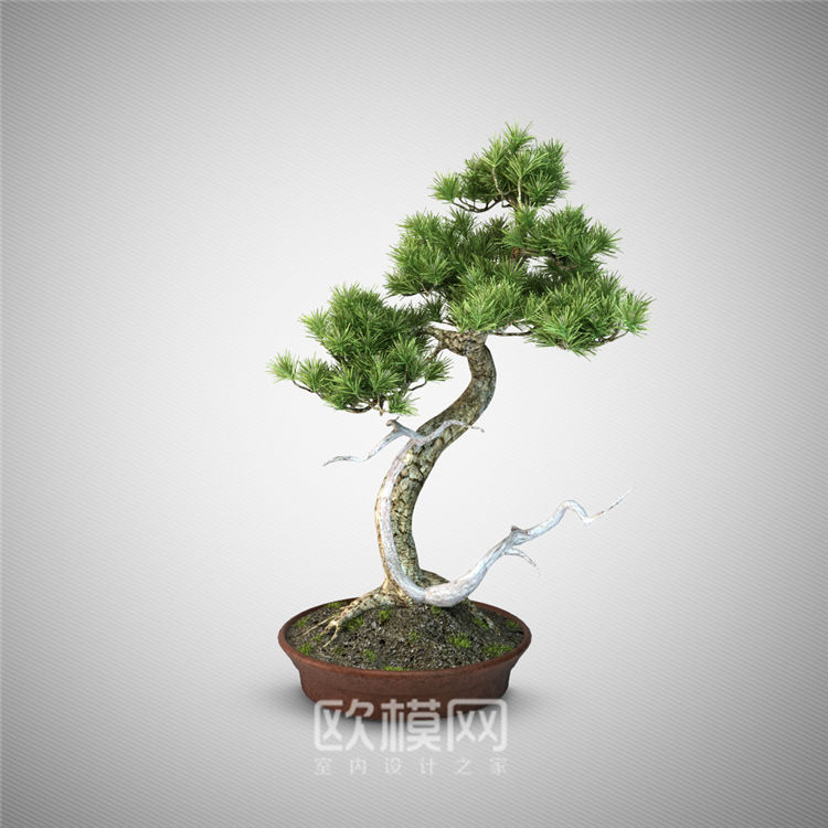 2011 中式盆景4.jpg