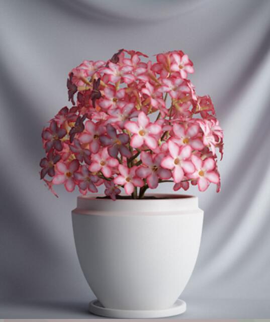 植物 摆件3Dmax模型. (4).jpg