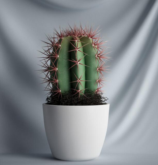 植物 摆件3Dmax模型. (5).jpg
