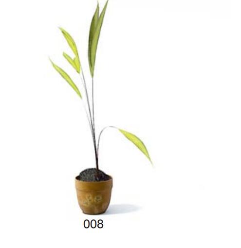 小型装饰植物 3Dmax模型. (8).jpg