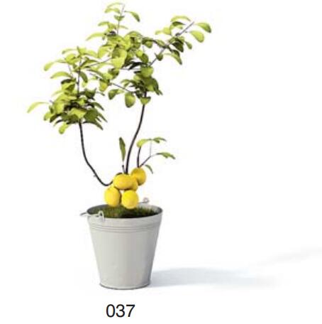 小型装饰植物 3Dmax模型. (37).jpg