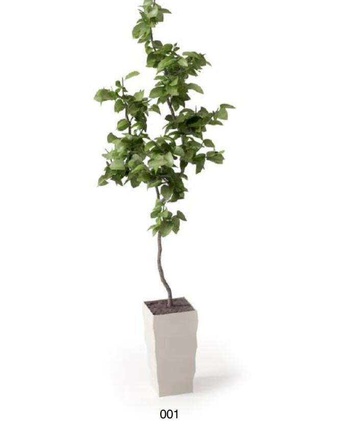 盆栽植物3Dmax模型 (1).jpg