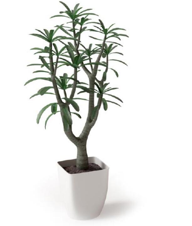 盆栽植物3Dmax模型 (9).jpg