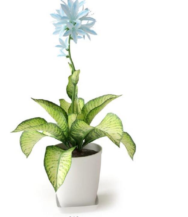 盆栽植物3Dmax模型 (10).jpg