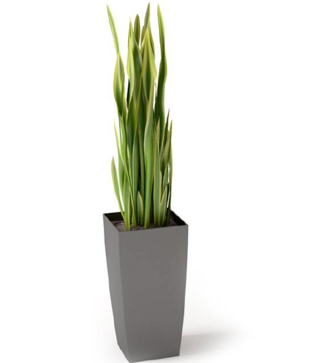 盆栽植物3Dmax模型 (15).jpg