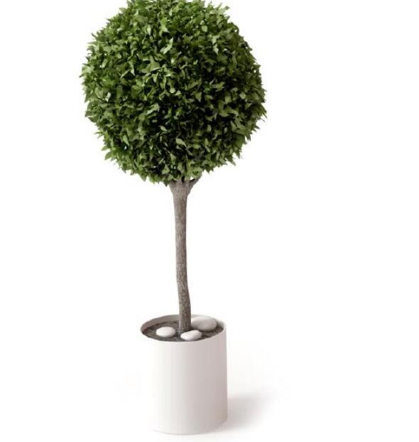 盆栽植物3Dmax模型 (17).jpg