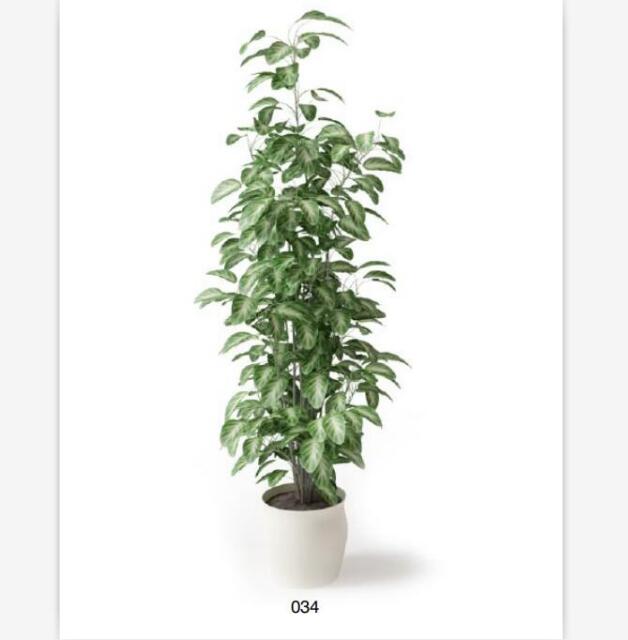 盆栽植物3Dmax模型 (34).jpg