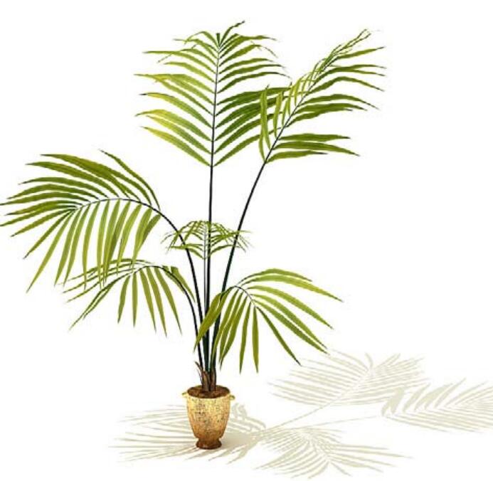 室内盆栽植物3Dmax模型 (2).jpg
