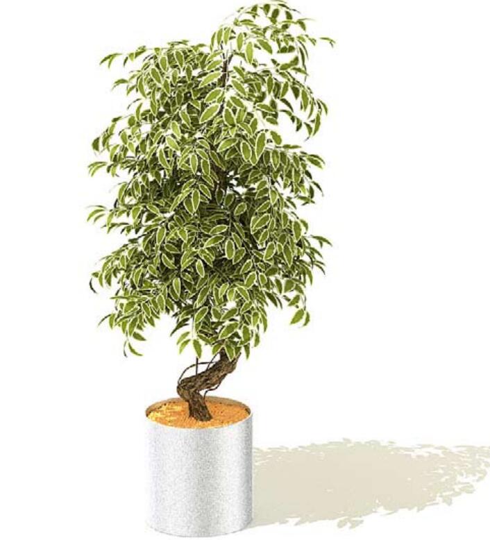 室内盆栽植物3Dmax模型 (10).jpg