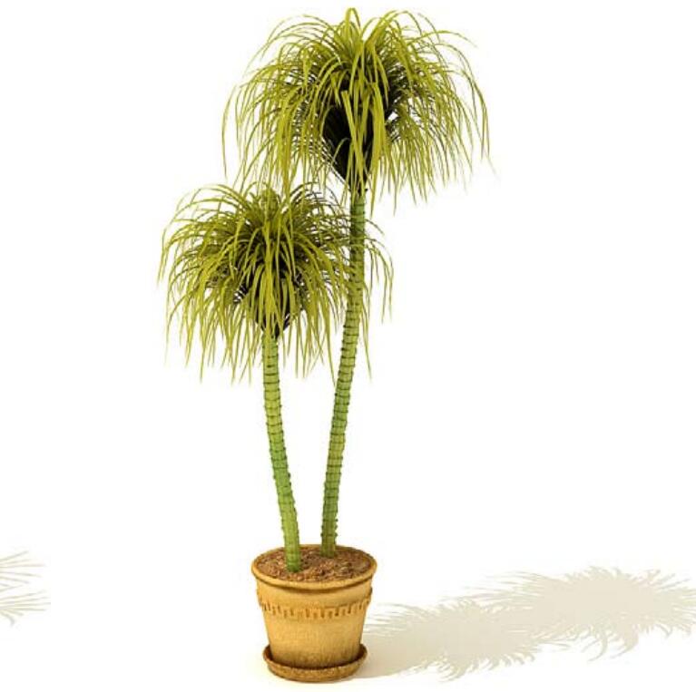 室内盆栽植物3Dmax模型 (14).jpg