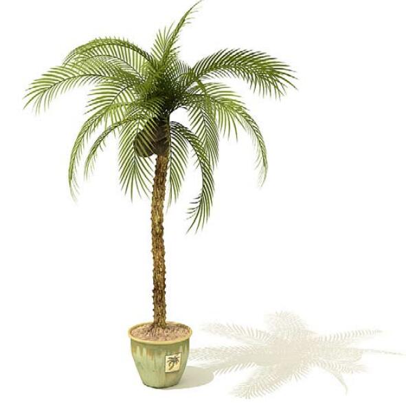 室内盆栽植物3Dmax模型 (15).jpg