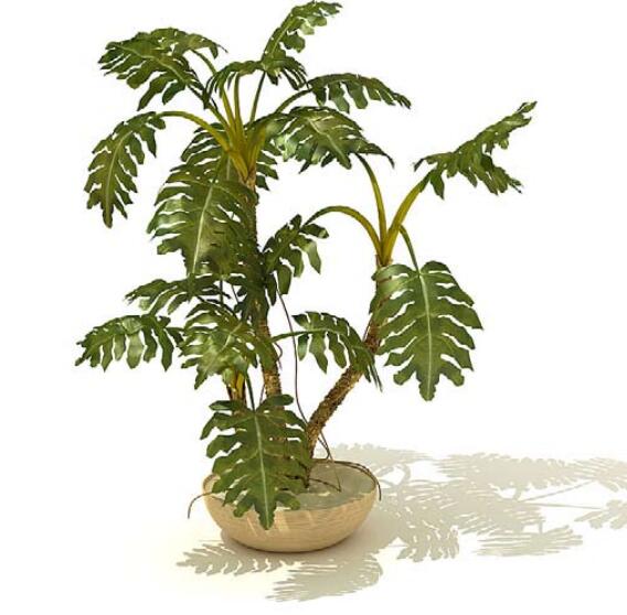 室内盆栽植物3Dmax模型 (18).jpg