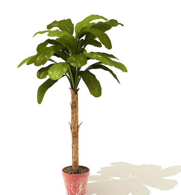 室内盆栽植物3Dmax模型 (23).jpg