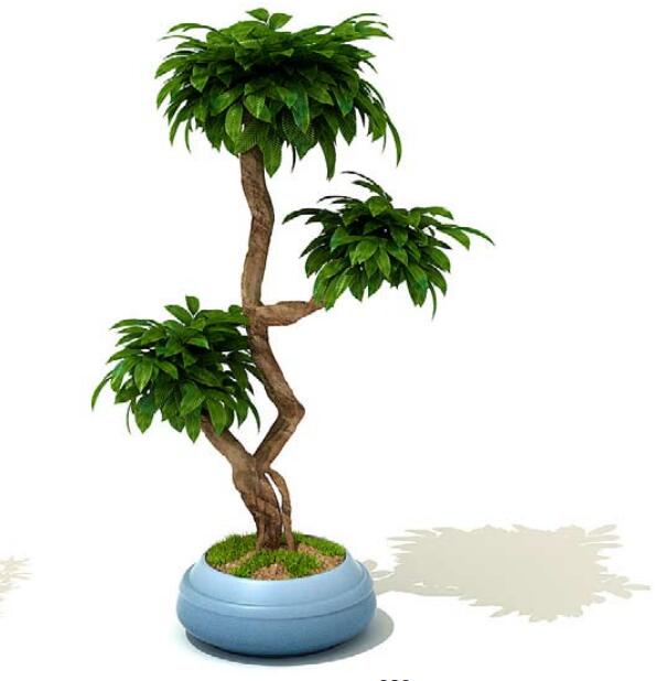 室内盆栽植物3Dmax模型 (30).jpg