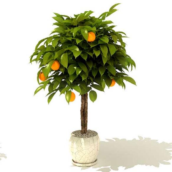 室内盆栽植物3Dmax模型 (32).jpg