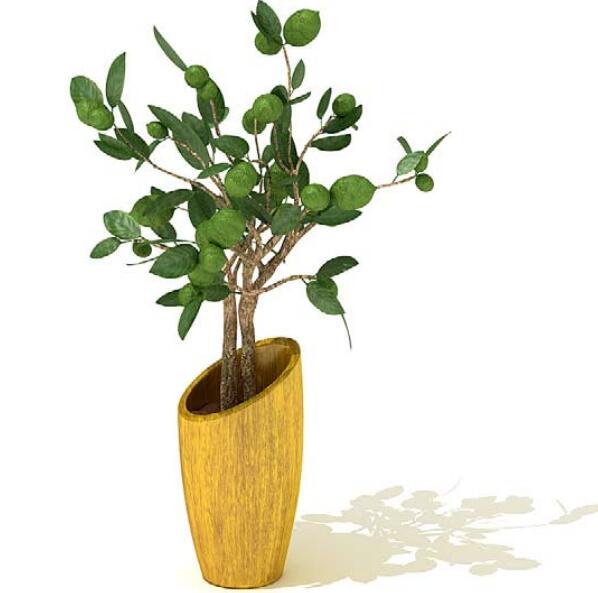 室内盆栽植物3Dmax模型 (33).jpg