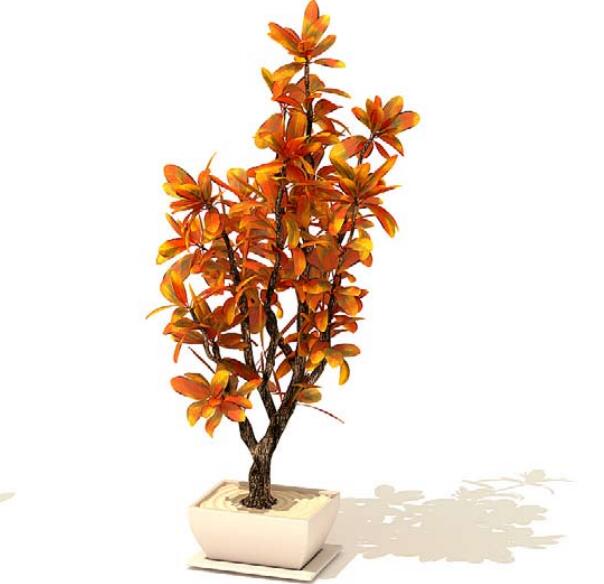 室内盆栽植物3Dmax模型 (34).jpg