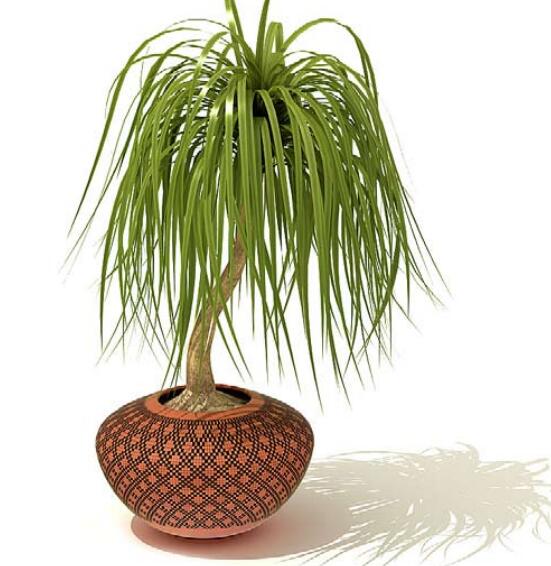 室内盆栽植物3Dmax模型 (37).jpg