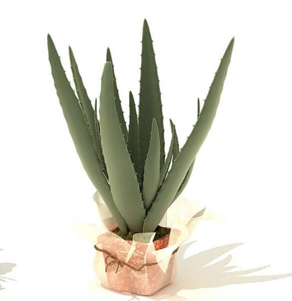 室内盆栽植物3Dmax模型 (46).jpg