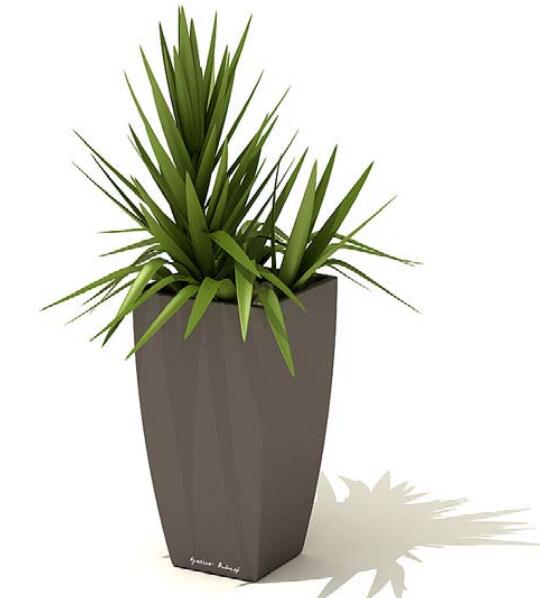 室内盆栽植物3Dmax模型 (49).jpg