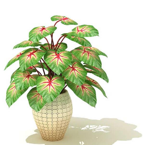 室内盆栽植物3Dmax模型 (57).jpg