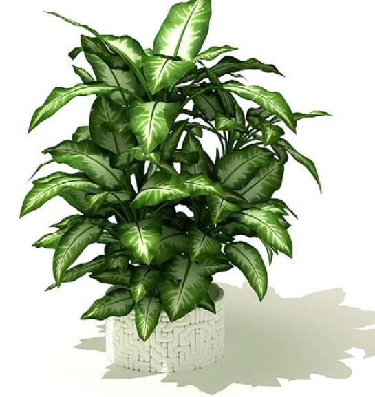 室内盆栽植物3Dmax模型 (63).jpg