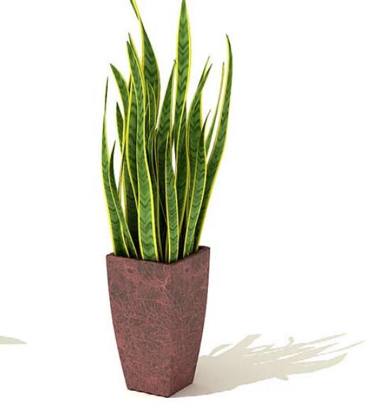 室内盆栽植物3Dmax模型 (64).jpg