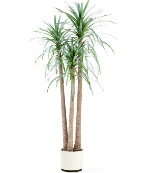 盆栽植物3Dmax模型第二季 (1).jpg