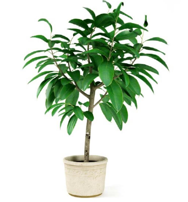 盆栽植物3Dmax模型第二季 (3).jpg