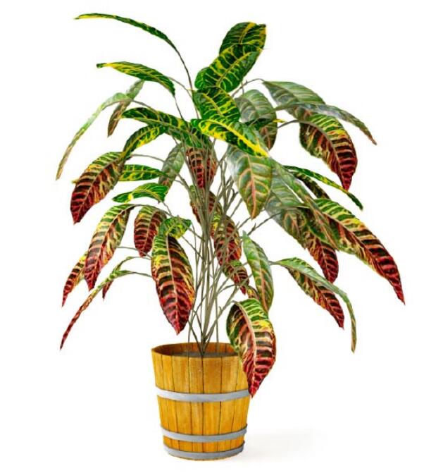 盆栽植物3Dmax模型第二季 (5).jpg