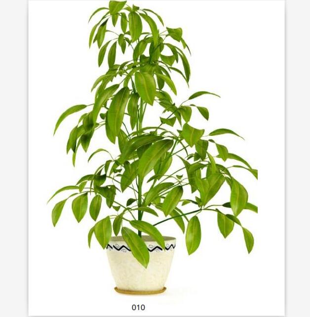 盆栽植物3Dmax模型第二季 (10).jpg