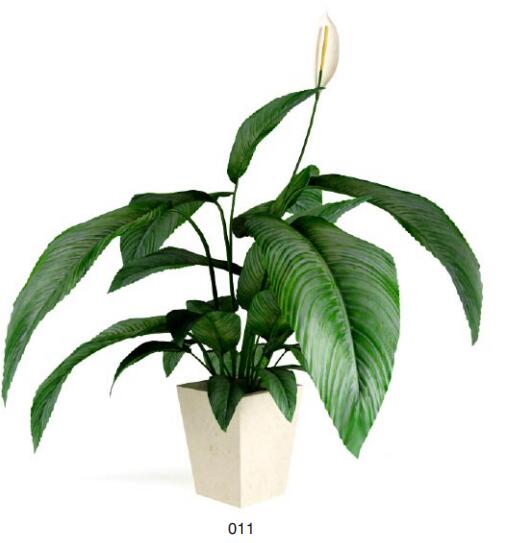 盆栽植物3Dmax模型第二季 (11).jpg