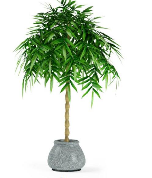 盆栽植物3Dmax模型第二季 (14).jpg