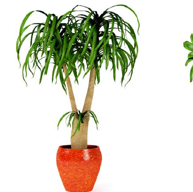 盆栽植物3Dmax模型第二季 (17).jpg
