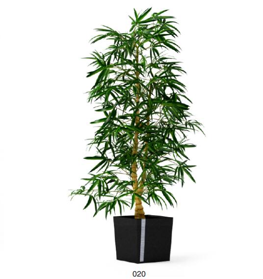 盆栽植物3Dmax模型第二季 (20).jpg