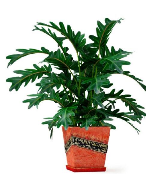盆栽植物3Dmax模型第二季 (25).jpg