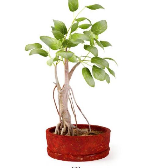 盆栽植物3Dmax模型第二季 (32).jpg