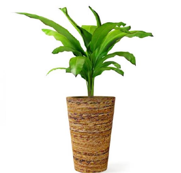 盆栽植物3Dmax模型第二季 (34).jpg