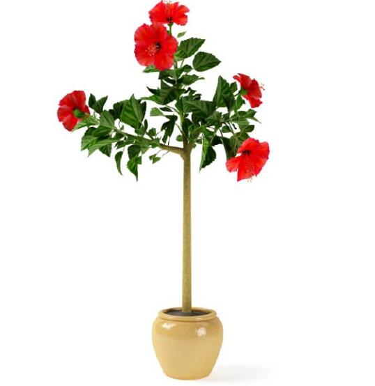 盆栽植物3Dmax模型第二季 (36).jpg