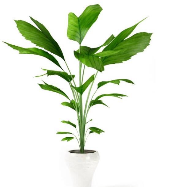 盆栽植物3Dmax模型第二季 (38).jpg