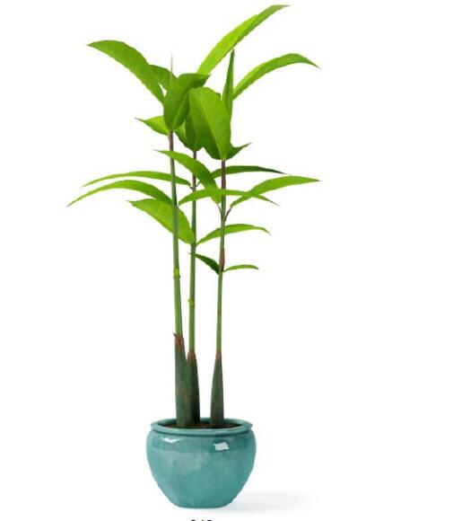 盆栽植物3Dmax模型第二季 (40).jpg